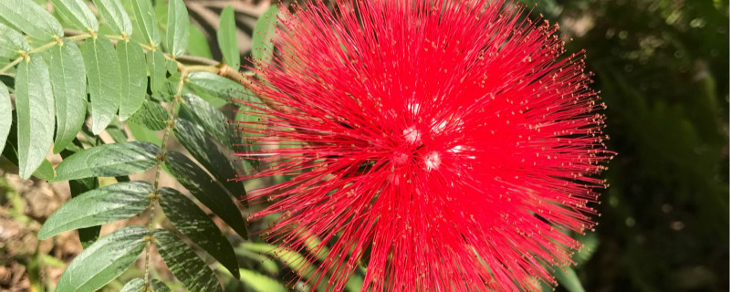 朱缨花夏天怎么养 朱缨花夏天怎么养