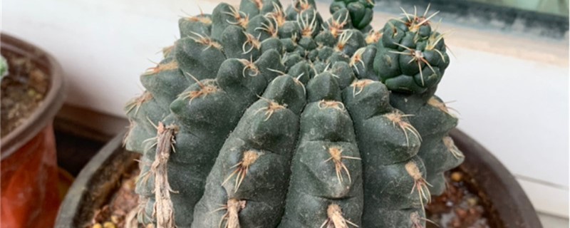 绯花玉夏天怎么养 绯花玉夏天怎么养
