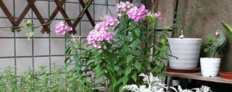福禄考夏天怎么养 福禄考夏天怎么养