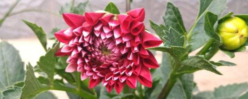 小丽花夏天怎么养 小丽花夏天怎么养