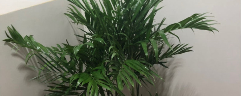 夏威夷椰子夏天怎么养