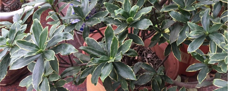金边瑞香夏天怎么养护