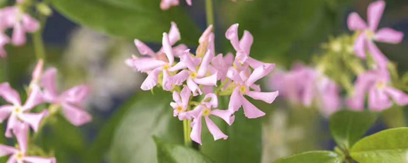 风车茉莉夏天怎么养 风车茉莉夏天怎么养