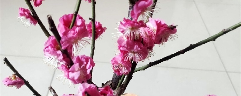 盆栽梅花怎么养,冬天怎么养 盆栽梅花怎么养,冬天怎么养