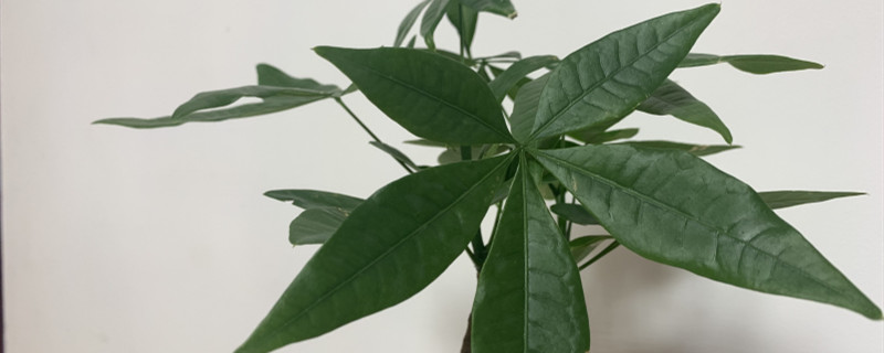 发财树需要修剪枝叶吗,修剪的方法 发财树需要修剪枝叶吗,修剪的方法