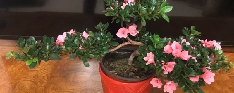 杜鹃花期如何浇水施肥,浇水注意事项 杜鹃花期如何浇水施肥,浇水注意事项