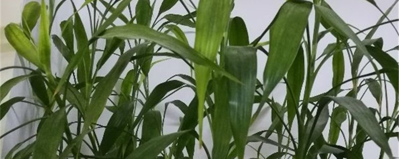 富贵竹水改土养方法,土养好还是水养好 富贵竹水改土养方法,土养好还是水养好