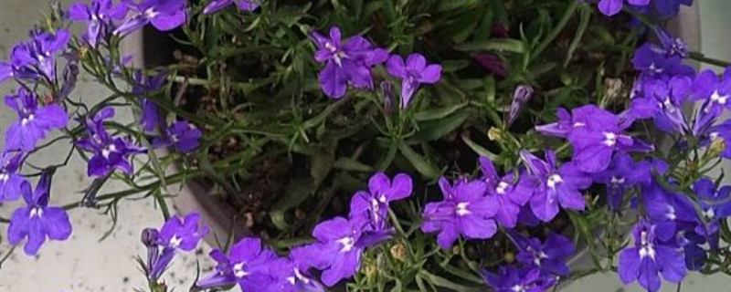 六倍利夏天怎么养 六倍利夏天怎么养