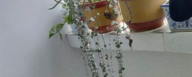 爱之蔓夏天怎么养 爱之蔓夏天怎么养