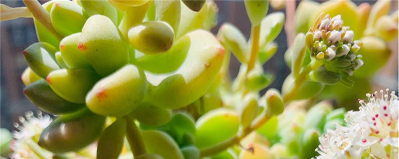 凝脂莲夏天怎么养 凝脂莲夏天怎么养