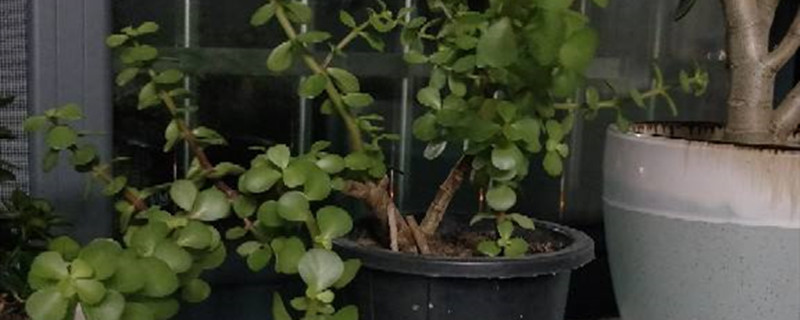 树马齿苋掉叶子怎么办,掉叶的原因 树马齿苋掉叶子怎么办,掉叶的原因