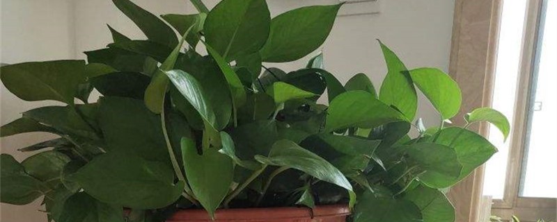 水培绿萝的根太多了要修根吗,怎么修剪 水培绿萝的根太多了要修根吗,怎么修剪