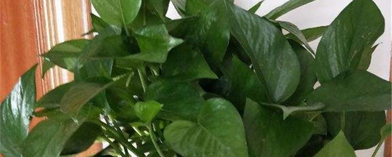 剪下的绿萝怎样栽,栽好后怎么养 剪下的绿萝怎样栽,栽好后怎么养