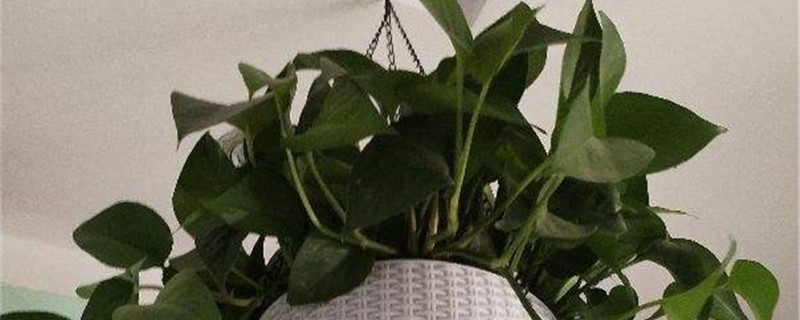 绿萝温度低会死吗,温度多低会冻死 绿萝温度低会死吗,温度多低会冻死