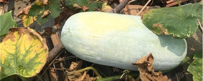 冬瓜种植技术与管理,什么时候种 冬瓜种植技术与管理,什么时候种