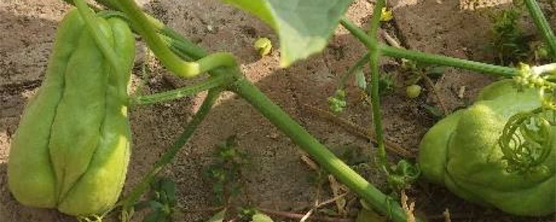 佛手瓜的种植方法,怎样在家里催芽 佛手瓜的种植方法,怎样在家里催芽