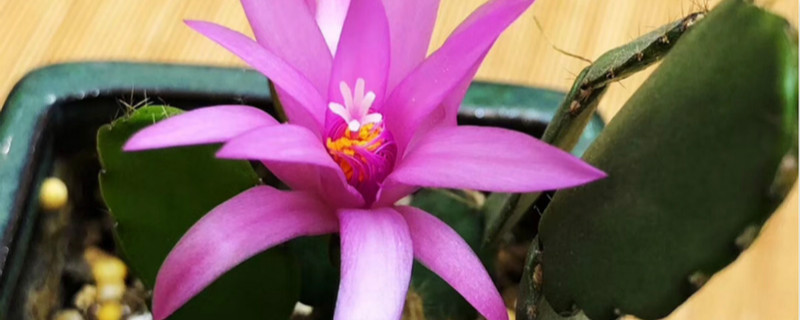 仙指兰几月开花,不开花怎么办 仙指兰几月开花,不开花怎么办