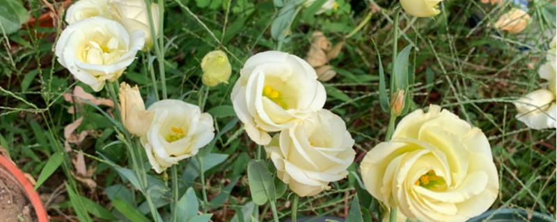 洋桔梗花期有多长,怎么养才开花 洋桔梗花期有多长,怎么养才开花