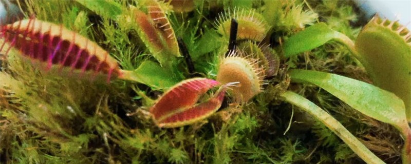 捕蝇草开花会死吗,怎么养才开花 捕蝇草开花会死吗,怎么养才开花