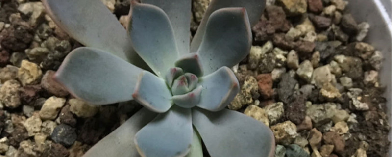 蓝石莲有种子吗