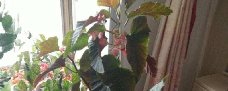 竹节海棠有种子吗 竹节海棠有种子吗
