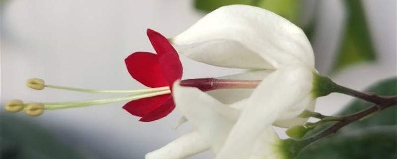 龙吐珠怎么换盆,换盆多久才能服盆 龙吐珠怎么换盆,换盆多久才能服盆