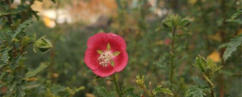 小木槿怎么换盆,什么季节换盆 小木槿怎么换盆,什么季节换盆