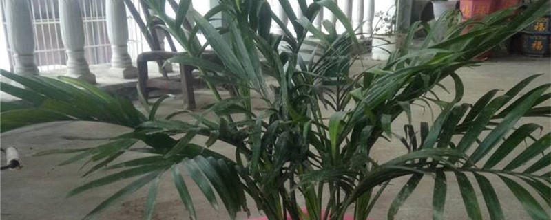 袖珍椰子怎么换盆,什么季节换盆 袖珍椰子怎么换盆,什么季节换盆