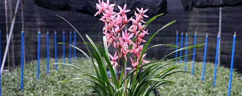 墨兰花后怎么管理,开花后要修剪吗 墨兰花后怎么管理,开花后要修剪吗