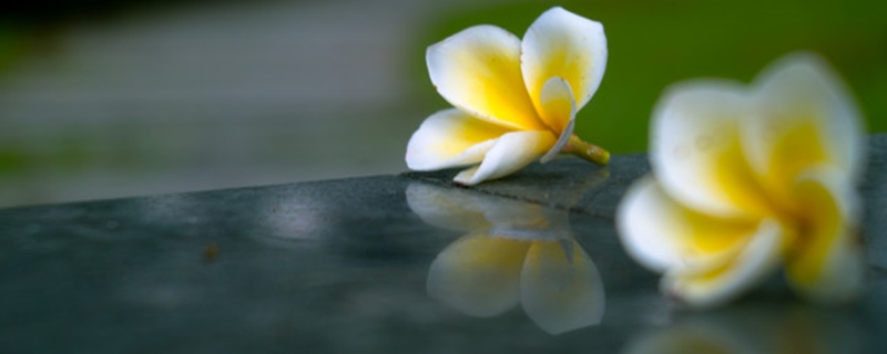 鸡蛋花长什么样,生长习性介绍 鸡蛋花长什么样,生长习性介绍
