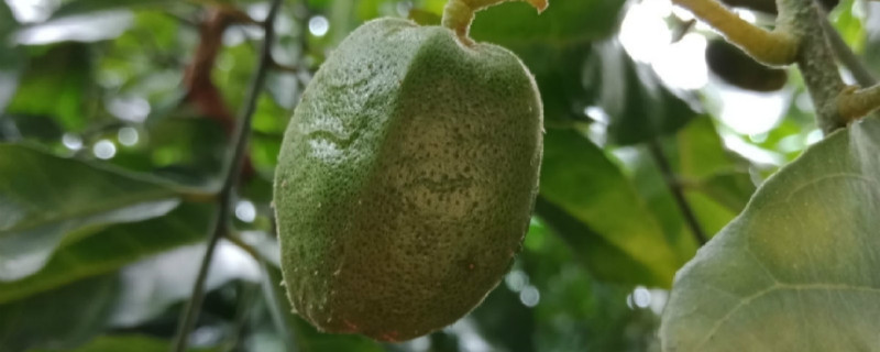 黄皮树怎样才能多结果,什么时候结果 黄皮树怎样才能多结果,什么时候结果