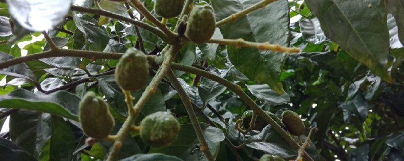黄皮果开花施什么肥,怎么施肥 黄皮果开花施什么肥,怎么施肥