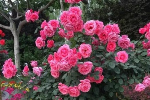 除了蟹爪兰,这花也能嫁接,开花的时候美爆了! 除了蟹爪兰,这花也能嫁接,开花的时候美爆了!