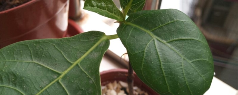 琴叶榕多久浇一次水,用什么水浇更好 琴叶榕多久浇一次水,用什么水浇更好