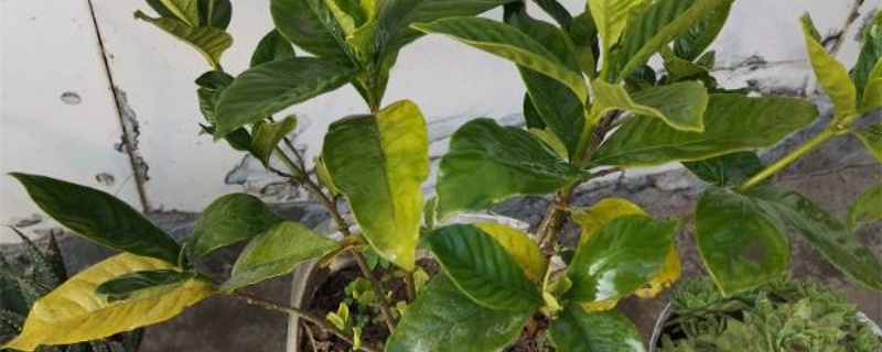 栀子花黄叶怎么办,为什么黄叶 栀子花黄叶怎么办,为什么黄叶