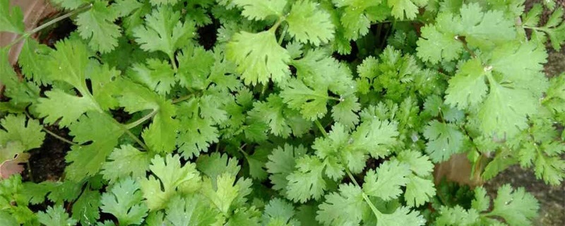 芫荽是什么菜,怎么种植 芫荽是什么菜,怎么种植