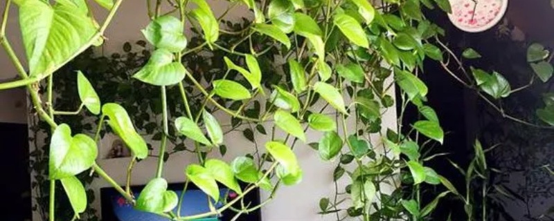 绿萝生小飞虫怎么办,有什么杀虫偏方 绿萝生小飞虫怎么办,有什么杀虫偏方