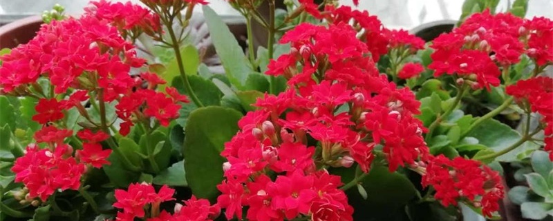 养长寿花不开花怎么办,怎么催花 养长寿花不开花怎么办,怎么催花