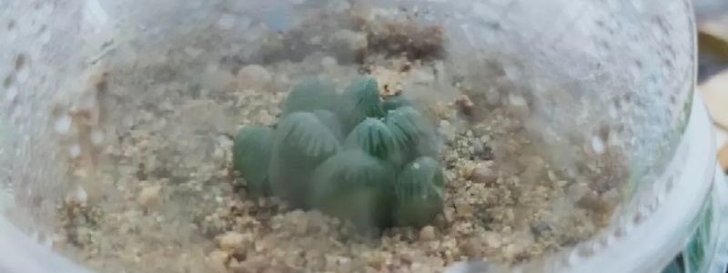 玉露干瘪了怎么恢复,干瘪不服盆怎么办 玉露干瘪了怎么恢复,干瘪不服盆怎么办