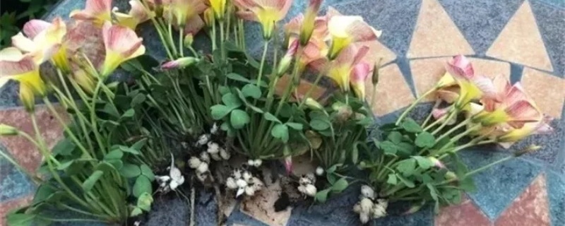 酢浆草怎么繁殖,种球怎么存放 酢浆草怎么繁殖,种球怎么存放