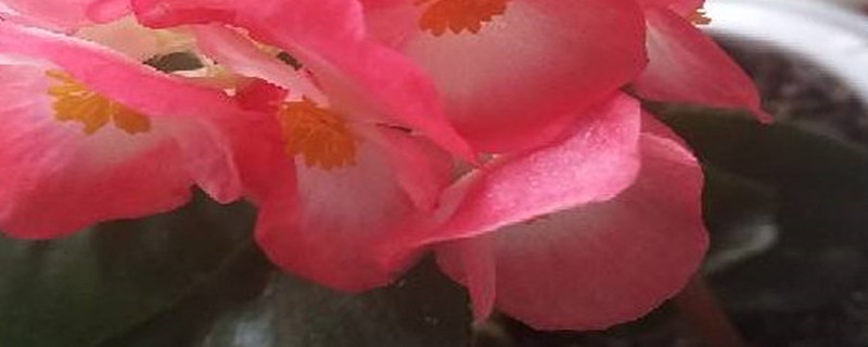 四季海棠花怎么修剪,什么时候修剪 四季海棠花怎么修剪,什么时候修剪