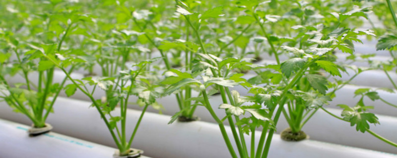 根芹菜与芹菜的区别,怎么种植 根芹菜与芹菜的区别,怎么种植