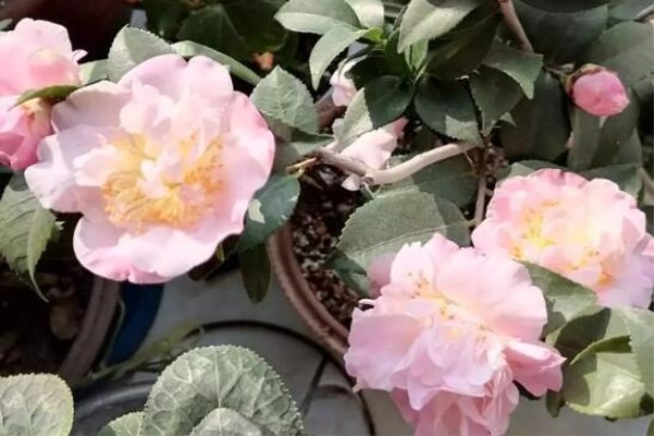 茶花春天剪1刀、换个盆,立马新芽嗖嗖冒! 茶花春天剪1刀、换个盆,立马新芽嗖嗖冒!