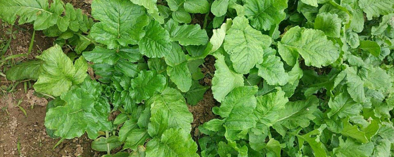 胡萝卜的种植方法,什么时候种植 胡萝卜的种植方法,什么时候种植