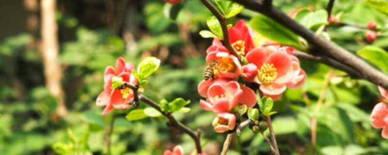贴梗海棠掉花苞怎么办,为什么掉花苞 贴梗海棠掉花苞怎么办,为什么掉花苞