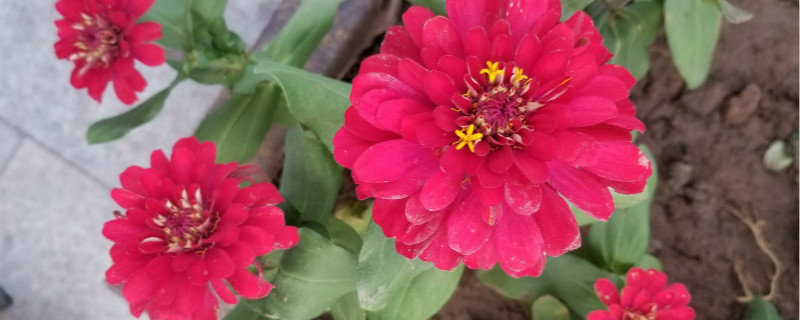 百日草怎么种,什么时候播种 百日草怎么种,什么时候播种