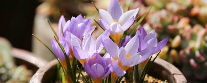 番红花什么时候种最好,球根怎么种 番红花什么时候种最好,球根怎么种