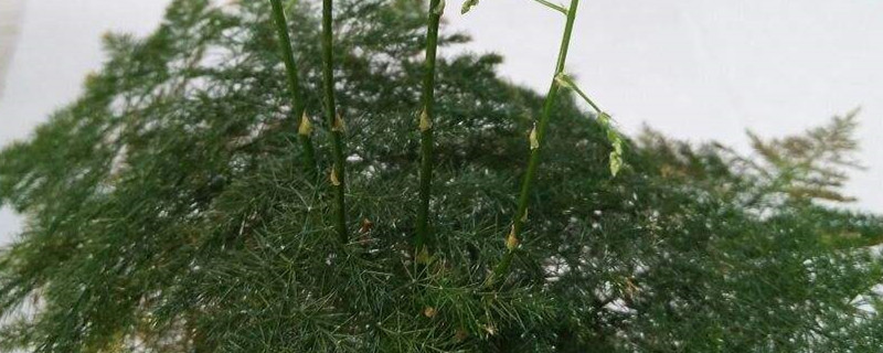云竹什么时候换盆,怎么换盆 云竹什么时候换盆,怎么换盆