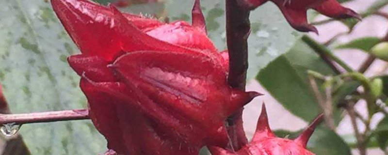 洛神花什么时候种,怎么种 洛神花什么时候种,怎么种