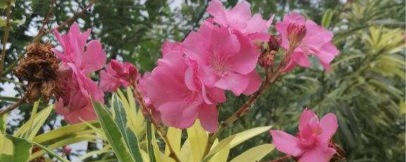 夹竹桃是什么植物,开花时有毒吗 夹竹桃是什么植物,开花时有毒吗